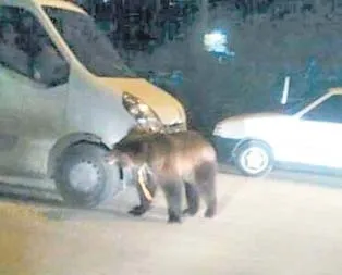 Ayı paniği!