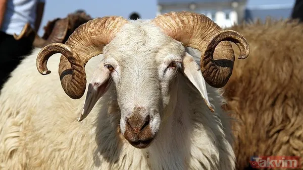 KURBANLIK FİYATLARI DİYANET 2025 | Koç, keçi, koyun, dana küçükbaş ve büyükbaş kurbanlık fiyatları ne kadar, kaç TL? - 6