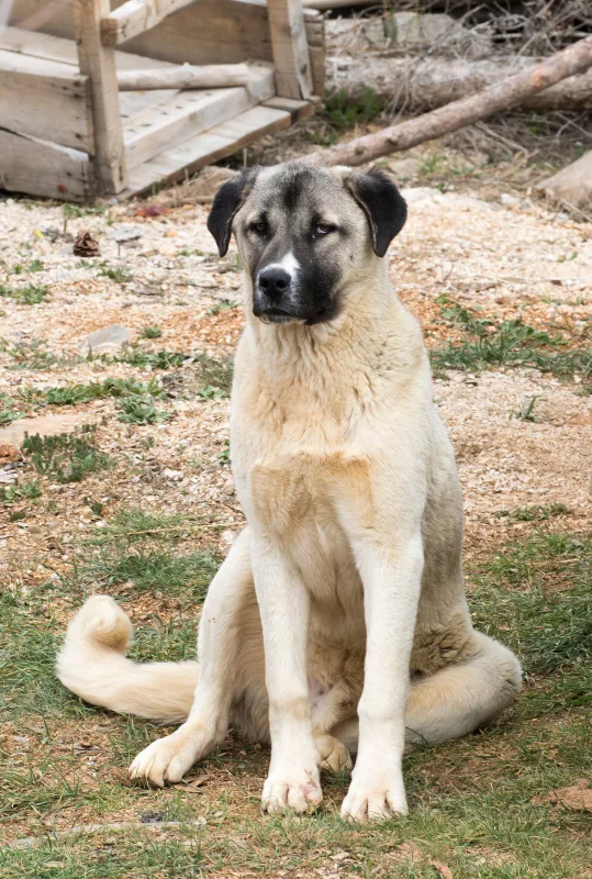 sadakatiyle-bilinen-kangal-kopegi-koyunun-basinda-iki-gun-bekledi-1621673216587.jpg Sadakatiyle bilinen Kangal köpeği koyunun başında iki gün bekledi-7