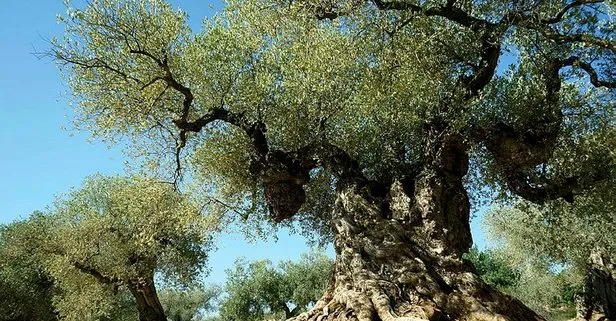 Mersin’de şaşırtan olay! 1500 yıllık zeytin ağacı meyve verdi