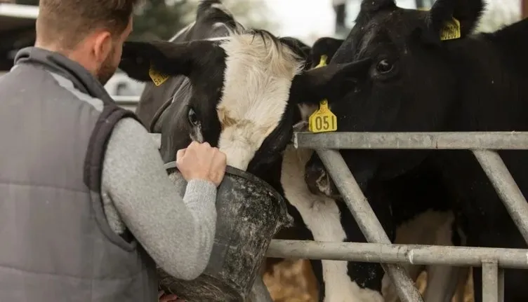 hayvancilik-yapanlara-yuzde-70-ek-destek-baskan-erdogan-acikladi-kdvden-muaf-1715884177048.jpeg Hayvancılık yapan vatandaşa müjde! Yüzde 70 ek destek geliyor! Başkan Erdoğan açıkladı! 'KDV'den muaf...'-2