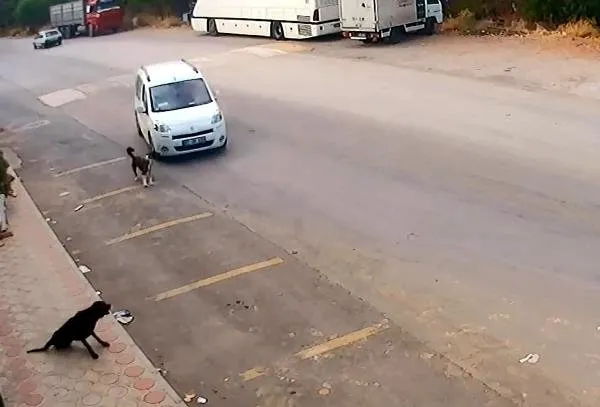 Antalya'da köpekleri bilerek ezen o vicdansız yakalandı-1