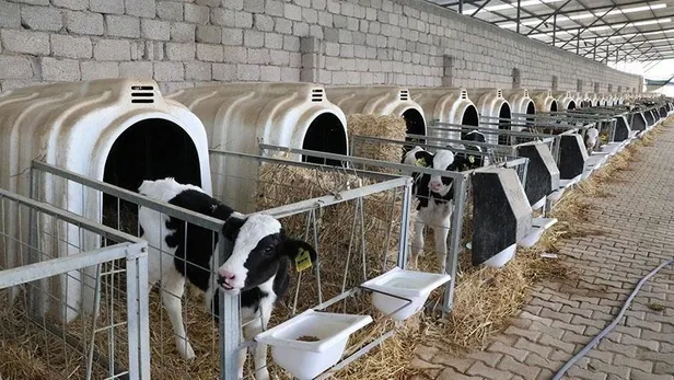 Çiftçiye müjde! Hayvancılık desteği verilecek düvelerin yaş sınırı artırıldı-4
