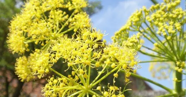 Diyabetin doğal ilacı! Çakşır otu