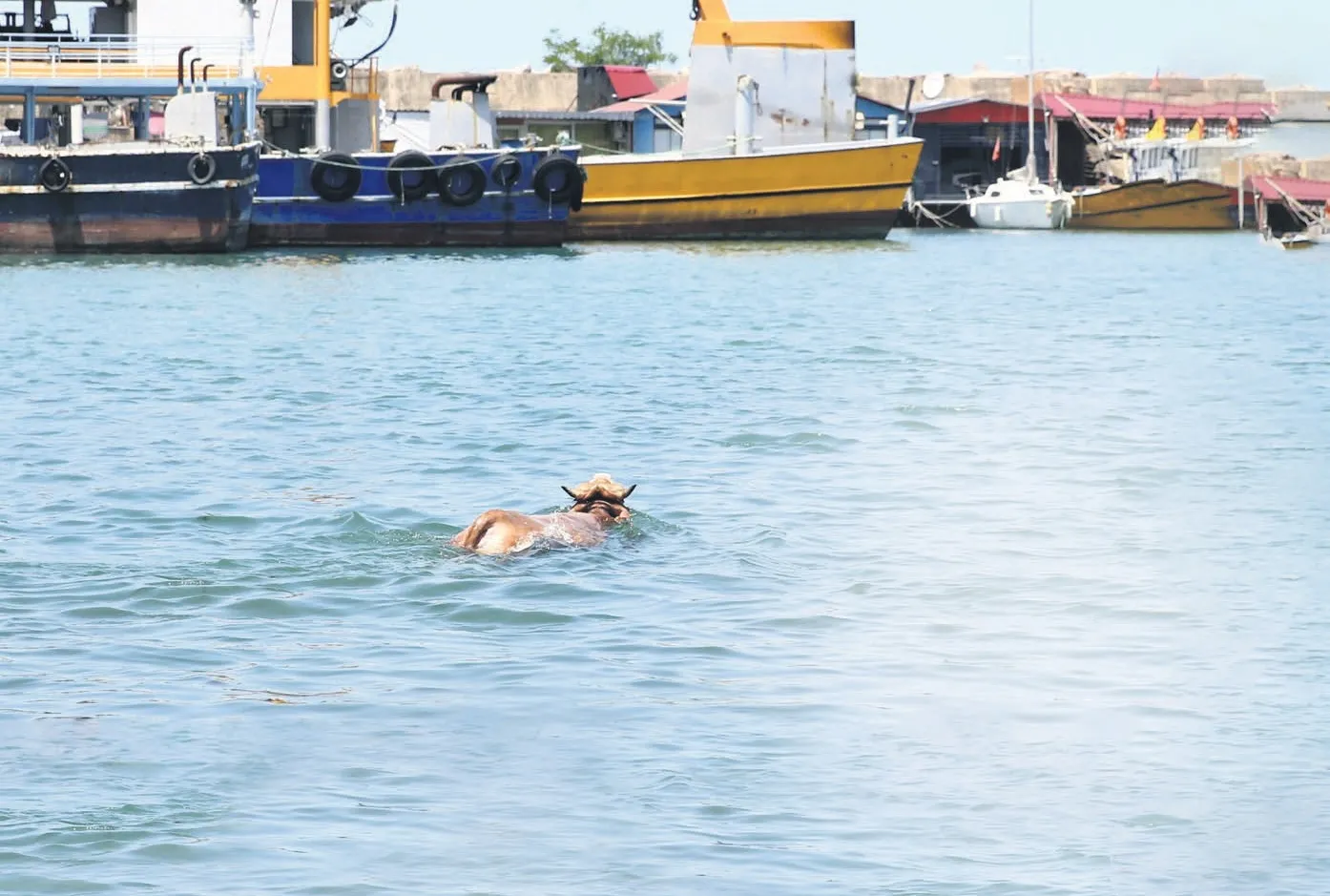 Kurbanlar-kurbanlıklar