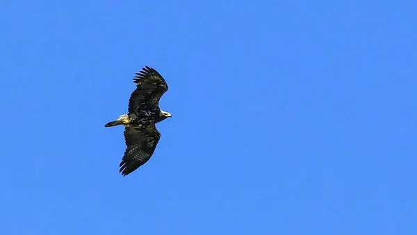 1652425771847.jpg Türkiye'de yıllar sonra ilk kez görüntülendi! Sevinç yaşatan gelişme-3