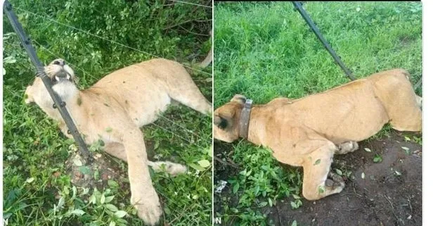 Uganda'da kalan 400 aslandan 3'ü telef oldu