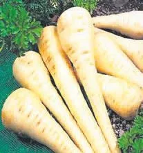 Tansiyona yaban havucu