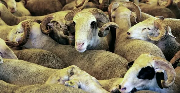 Kurban Bayramı 2022 ne zaman başlıyor?