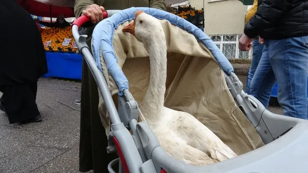 tokatta-bebek-arabasindan-gelen-sese-anlam-veremeyenler-kazi-gorunce-saskinliklarini-gizleyemedi-1606910666503.jpg Tokat'ta bebek arabasından gelen sese anlam veremeyenler kazı görünce şaşkınlıklarını gizleyemedi-4