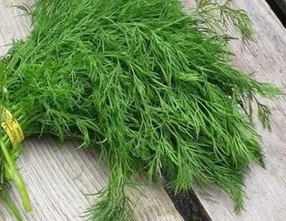 Dereotuyla iyi uykular