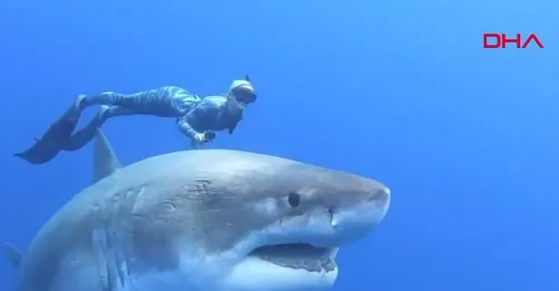 SON DAKİKA: Araştırmacılar buldu! 6 metrelik dev köpekbalığı
