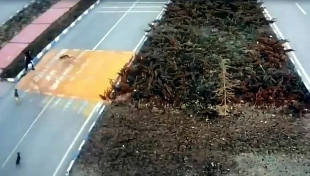 7-kopek-birden-saldirdi-genc-kizin-zor-anlari-kamerada-1649517853084.jpeg 7 köpek birden saldırdı! Genç kızın zor anları kamerada-2