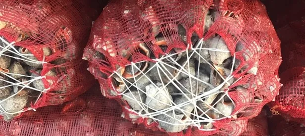 Türkiye'den dünyaya gönderiliyor