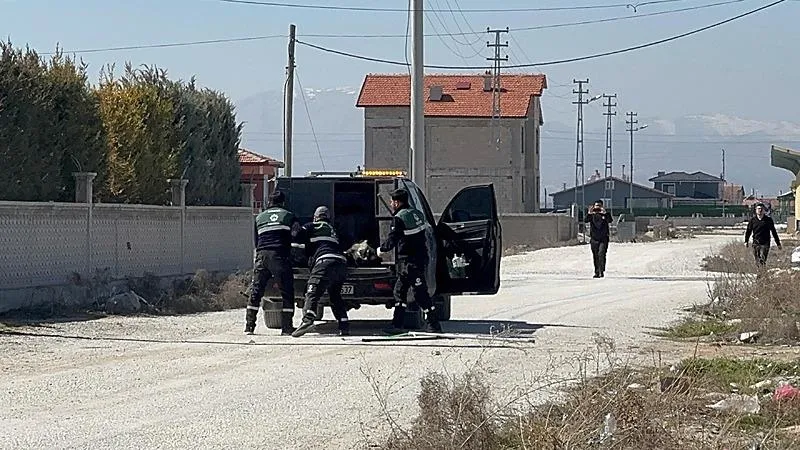 Başıboş köpekler toplanıyor. (DHA)