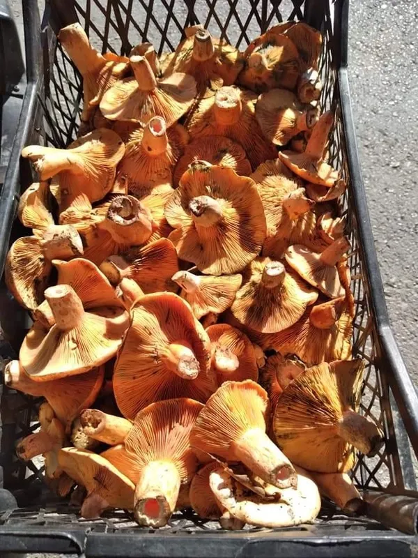 kilosu-160-tl-fiyati-duyan-cintar-mantari-toplamaya-ormana-kostu-1634032596571.jpg Kilosu 160 TL! Fiyatı duyan çıntar mantarı toplamaya ormana koştu-5