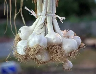 Kalplere sarımsak