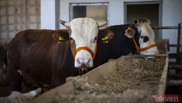 KURBANLIK FİYATLARI NE KADAR OLDU? 2022 Büyükbaş Küçükbaş Tosun, Koyun, Dana, Öküz, Sığır, Keçi, Koç İL İL kurbanlık FİYAT LİSTESİ! - 15