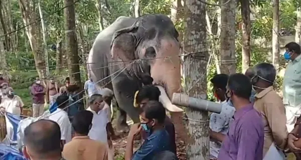 hindistanda-bir-fil-olen-bakicisini-son-kez-gormek-icin-kilometrelerce-yol-yurudu-1623260562382.jpg
