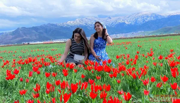 'Muş 1071' ismiyle tescillenen lale Muş Ovası'nı kırmızıya boyadı - 4