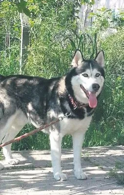 ‘Köpeğimi bulun’