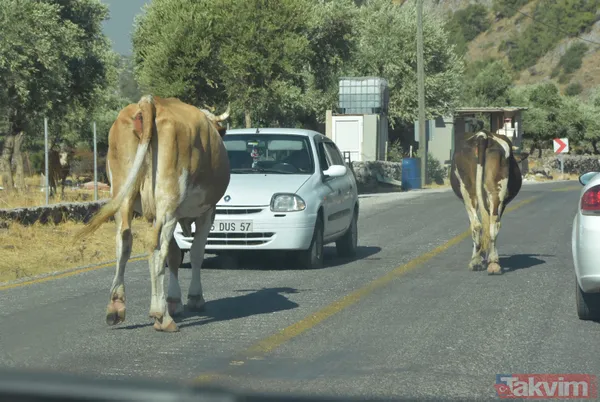 Alevlerin sardığı Bodrum Gökbel Mahallesi halkı 500 büyükbaş hayvanla yollara düştü - 8