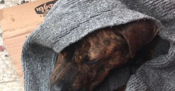 Sokak köpeğine cinsel saldırı iddiası