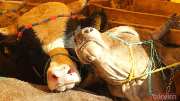 Kurban nasıl kesilir? Kurban için vekalet nasıl verilir? Kurban ibadetinde nelere dikkat edilmeli? Diyanet kurbanda dikkat edilmesi gerekenleri açıkladı - 24