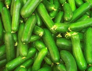 Pankreasın ilacı salatalık