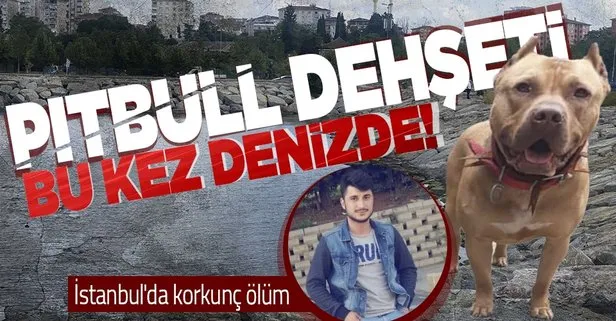 Denizde pitbull dehşeti! İstanbul’da korkunç ölüm