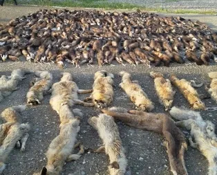 Jandarma ekipleri gördüklerine inanamadı!