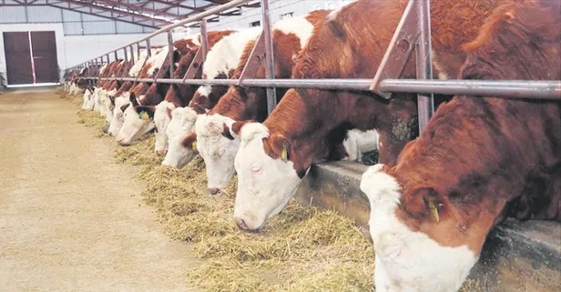 Tarım ve Orman Bakanı İbrahim Yumaklı duyurdu: Besiciye 80 milyon lira hibe