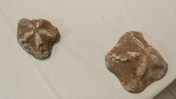 6-milyon-degerinde-denizyildizi-fosilleri-ele-gecirildi-1611595183590.jpg 6 milyon değerinde denizyıldızı fosilleri ele geçirildi-2