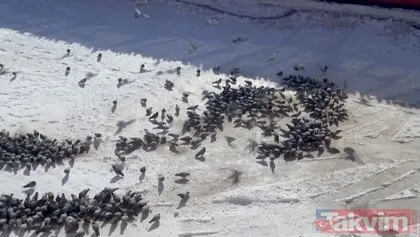 Muş’ta aç kalan kuşlar yem fabrikasına akın etti