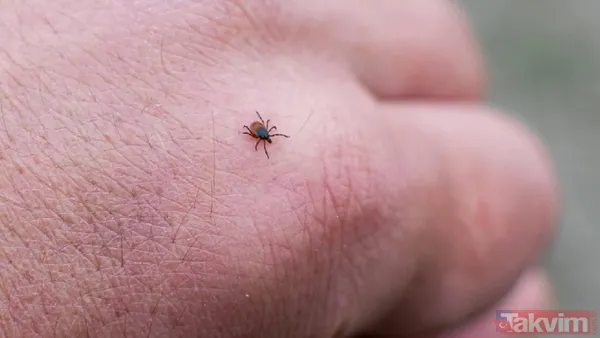 🛡️ Kenelerden Korunmak İçin Ne Yapılmalı? Uzmanlara Göre En Etkili Yaklaşım, Kene Maruziyetini En Aza İndirmek. İşte Uygulanabilir Önlemler: