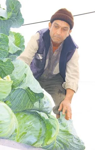 Lahananın kilosu 5 liraya çıktı