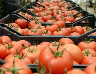 İhracatın lideri domates