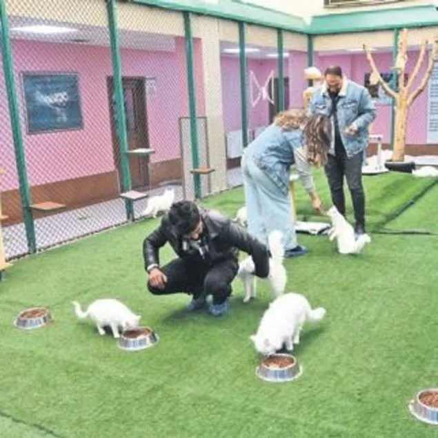 Van Kedi Villasısı’na 200 bin ziyaretçi