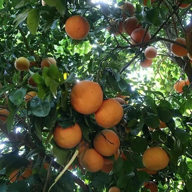 Greyfurtla şekeri dengele