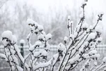 Meteoroloji 14 Ocak hava durumu | Kar yağışı o illeri vuracak: İzlanda kışı başlıyor! İstanbul, Edirne, İzmir...