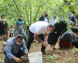 Vali ile fındık işçileri el ele