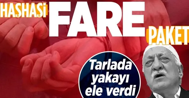 Yer: Manisa Alaşehir... Kesinleşmiş hapis cezası bulunan firari FETÖ’cü fare gibi saklandığı tarlada paketlendi!