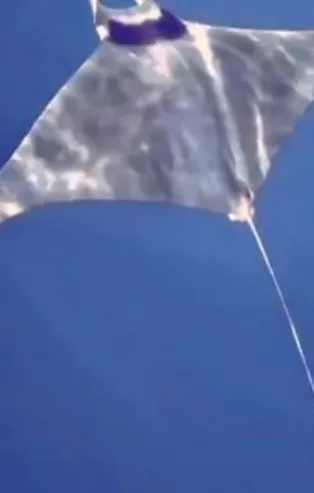 Gökçeada'da manta vatozu görüntülendi