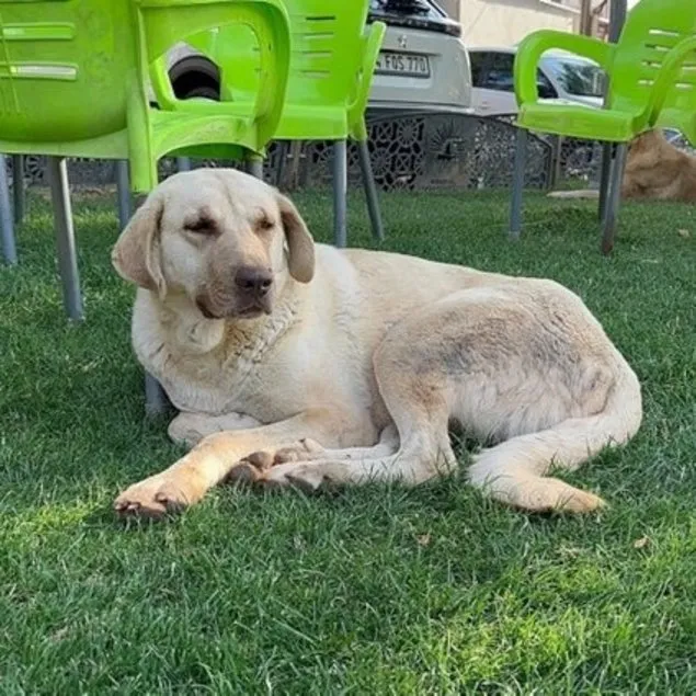 Kuduz köpek saldırısı sonrası ölüm