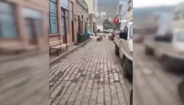 Anne ve oğlu, birer hafta arayla köpeklerin saldırısına uğradı