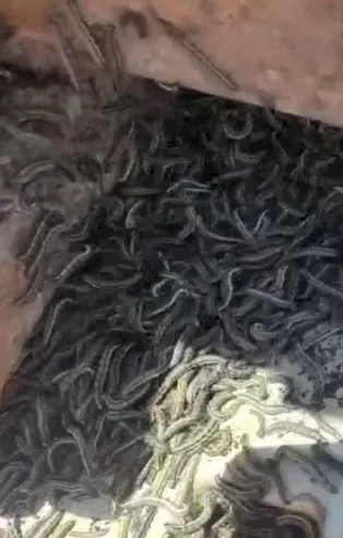 Kabus İstanbul'a sıçradı: Binlerce çayır tırtılı ayçiçek tarlalarını sardı