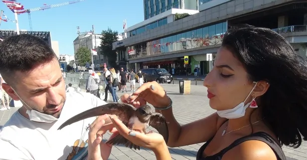 Taksim’de ebabil kuşu bulundu