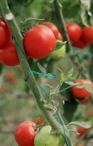 SON DAKİKA | Bakanlık "acele" koduyla uyardı: İthal tohumda virüs alarmı