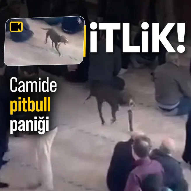 Camide pitbull paniği!