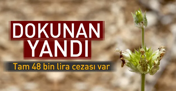 Bu bitkilere zararın cezası 49 bin lira